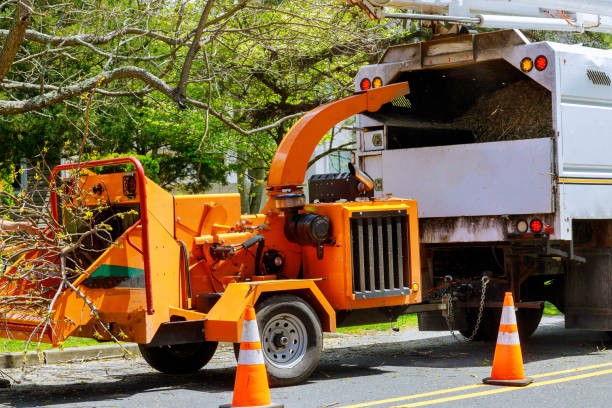 Best Lot and Land Clearing  in East Newark, NJ