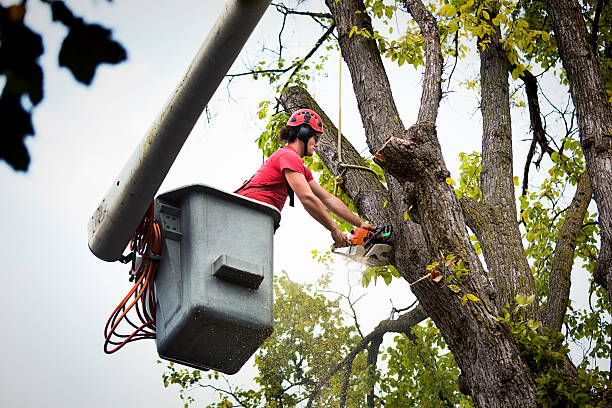 Best Tree Maintenance Programs  in East Newark, NJ